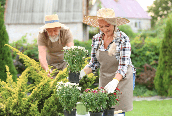 Elderly couple out gardening in the summer sun